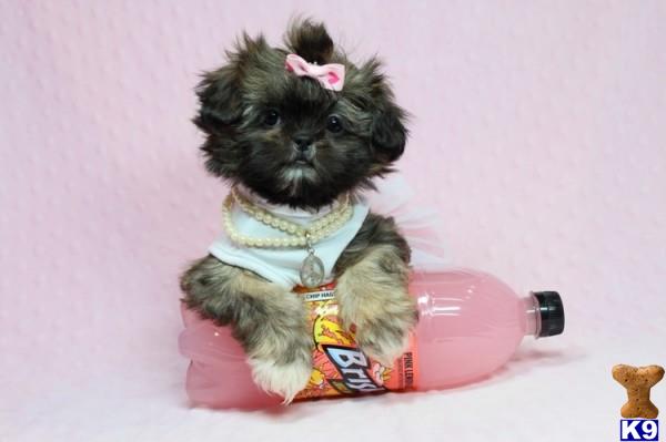 lvpuppyheaven Picture 3
